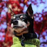 Mobile Marketing: How To Market Directly To People’s Cell Phones