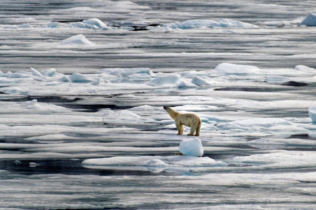 Beyond the Big Five: Discover the Wider World of Wildlife