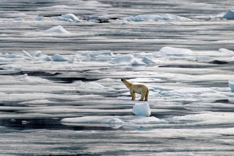 Beyond the Big Five: Discover the Wider World of Wildlife